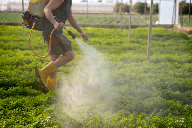 Best Insect Control  in Pine Manor, FL